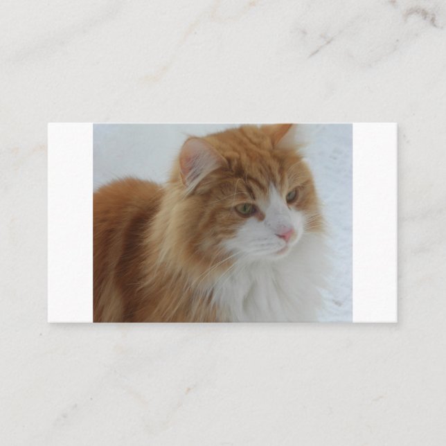 Norwegisch_Forest_Cat Platzkarte (Vorderseite)