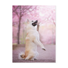 Norwegische Buhund- und Kirschblüten