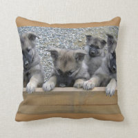 Norwegische Elkhound-Welpen