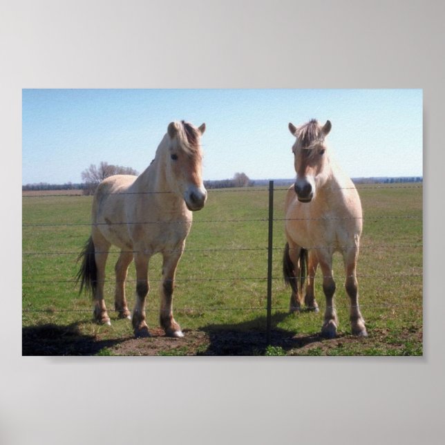 Norwegische Fjorde Poster (Vorne)