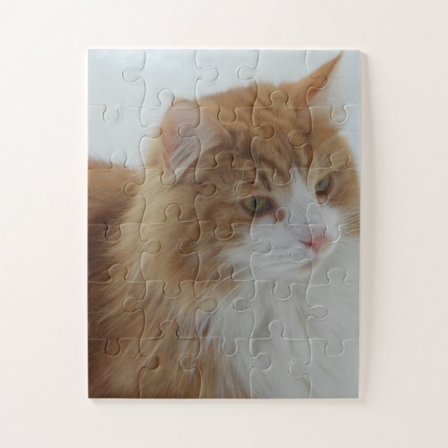 Norwegische_Waldkatze (Vertikal)