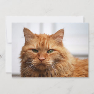 Norwegische Waldkatze