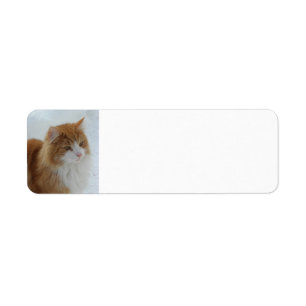 Norwegische_Waldkatze