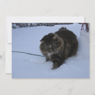 Norwegische Waldkatze braun getigert im Schnee