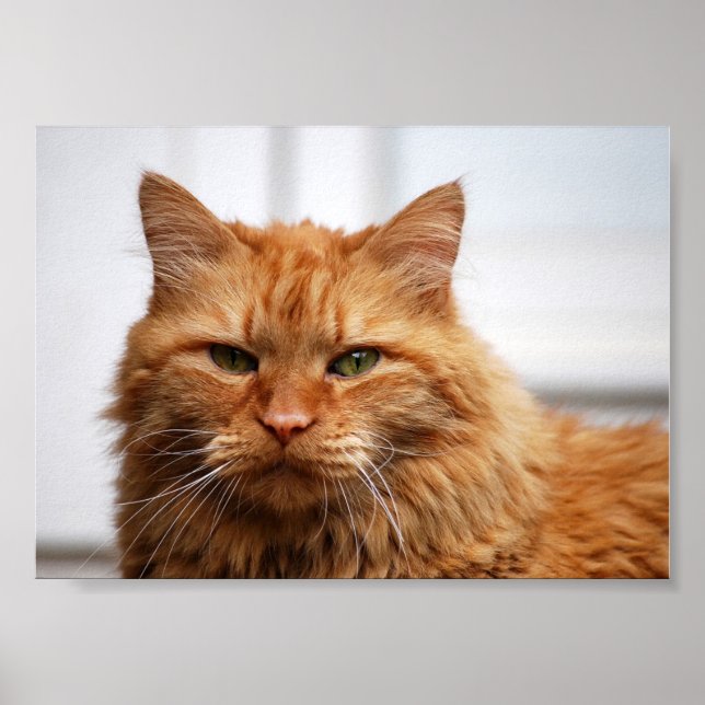 Norwegische Waldkatze Canvas Print Poster (Vorne)