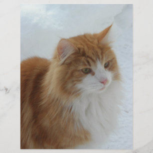 Norwegische_Waldkatze Flyer