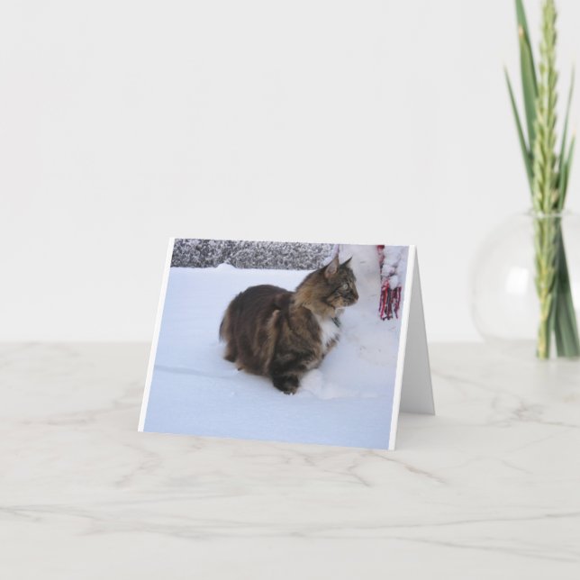Norwegische Waldkatze im Schnee (Vorderseite)