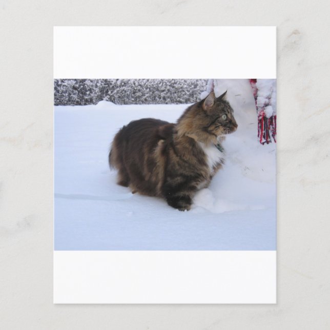 Norwegische Waldkatze im Schnee (Vorderseite)