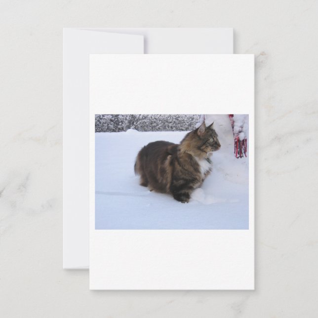 Norwegische Waldkatze im Schnee (Vorderseite)