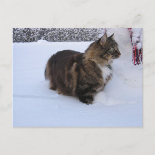 Norwegische Waldkatze im Schnee Postkarte