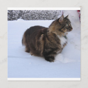 Norwegische Waldkatze im Schnee Programm