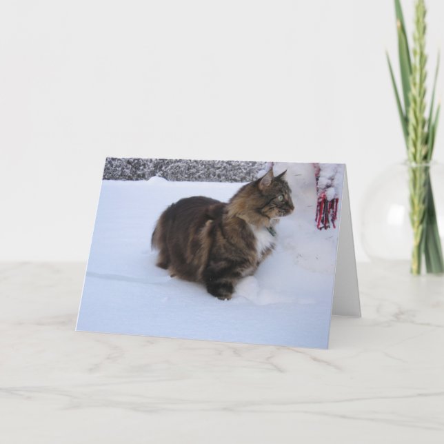 Norwegische Waldkatze im Schnee Programm (Vorderseite)