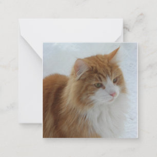 Norwegische_Waldkatze Mitteilungskarte