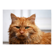 Norwegische Waldkatze Poster