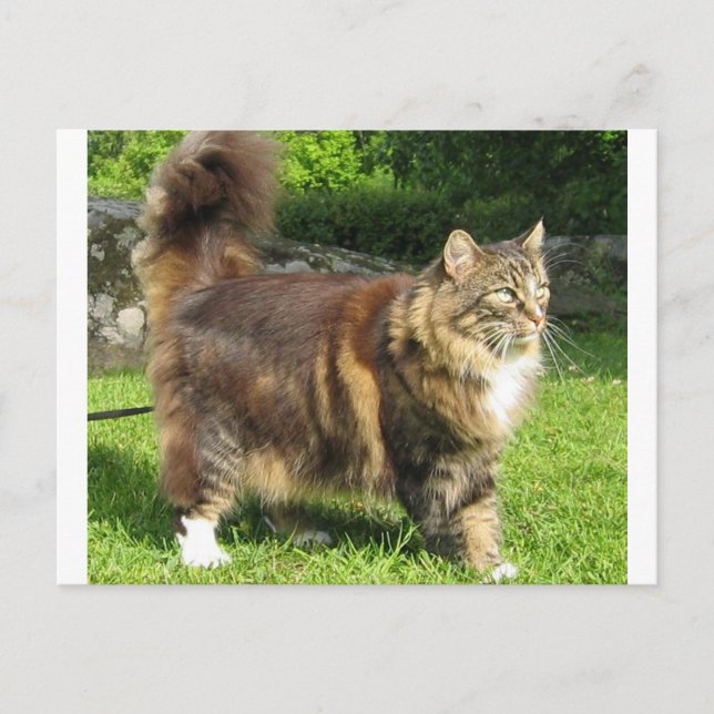 Norwegische Waldkatze voll.png Postkarte (Vorderseite)