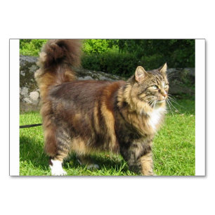 Norwegische Waldkatze voll.png Tischnummer