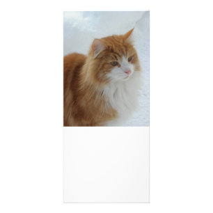 Norwegische_Waldkatze Werbekarte