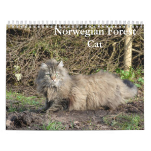 Norwegischer Waldkatze-Kalender Kalender
