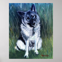 Norwegisches Elkhound-Dog-Portrait