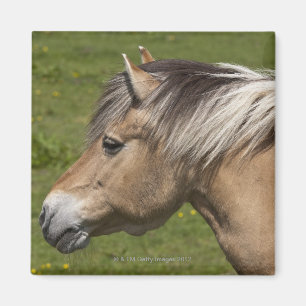 Norwegisches Fjord-Pferd Magnet