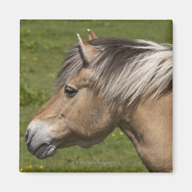 Norwegisches Fjord-Pferd Magnet (Vorne)