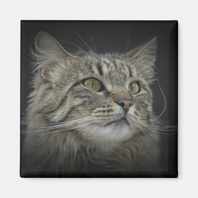 Norwegisches Forest Cat-Portrait Magnet (Vorne)