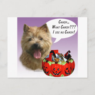Norwich Terrier Halloween Candy Postkarte
