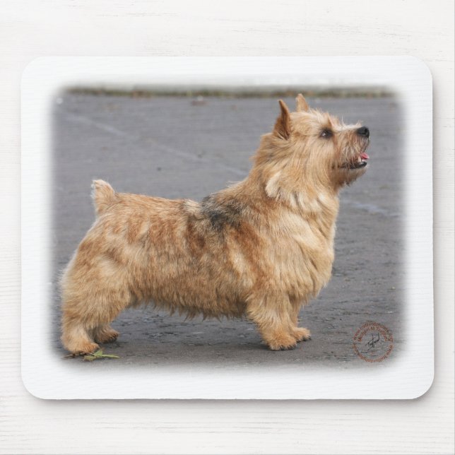 Norwich Terrier Mousepad (Vorne)