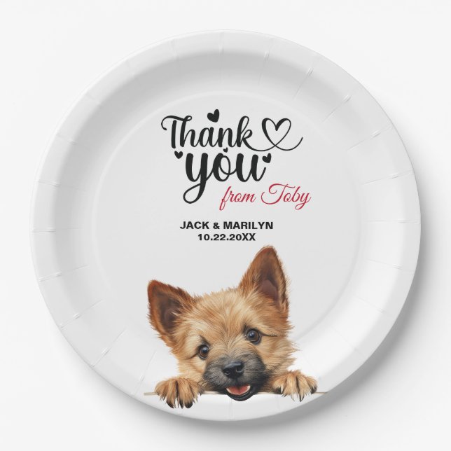 Norwich Terrier Pappteller (Vorderseite)