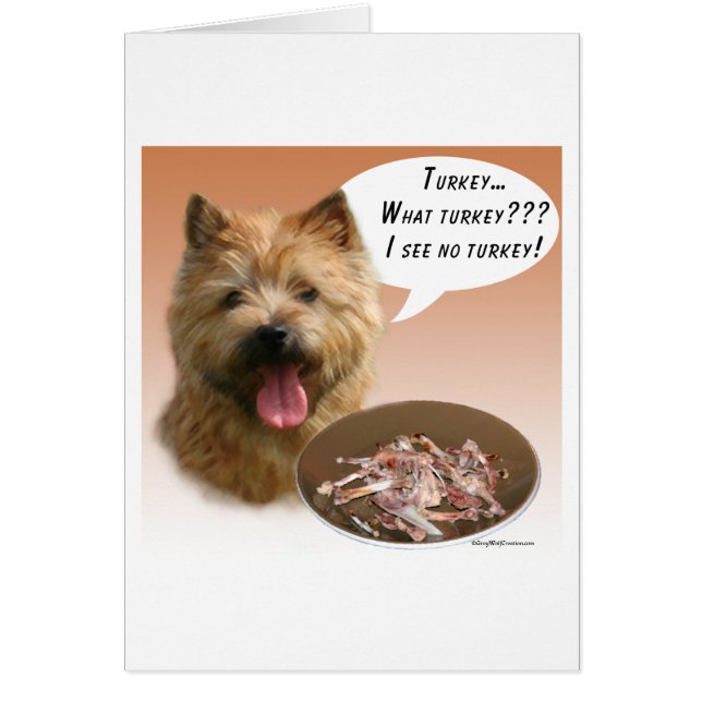 Norwich Terrier Türkei (Vorne)