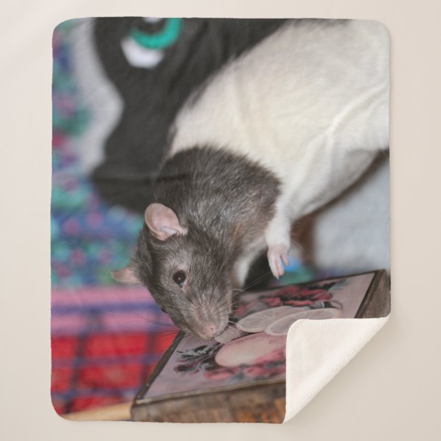 Nosey rat sherpadecke (Vorderseite)