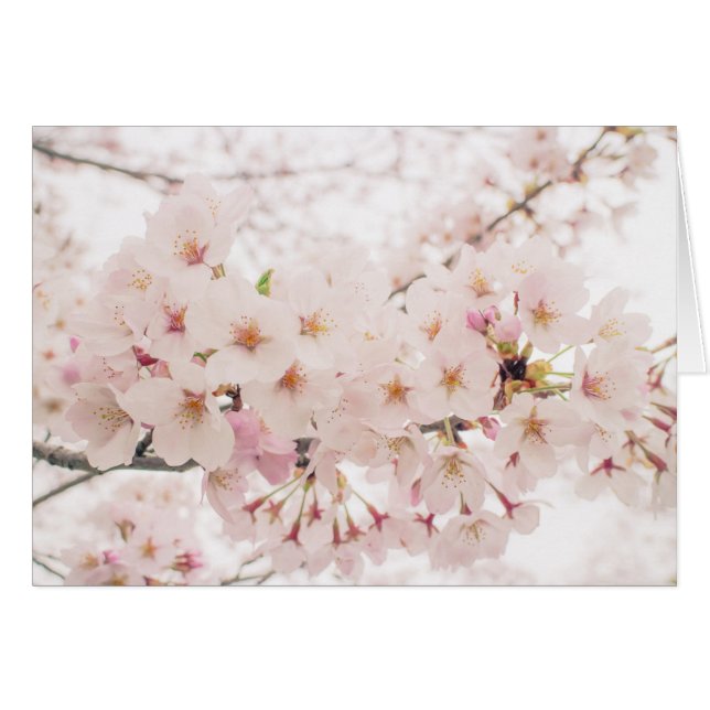 nostalgic sakura (Vorderseite (Horizontal))