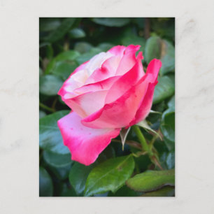 Nostalgie Rose Nostalgie Postkarte