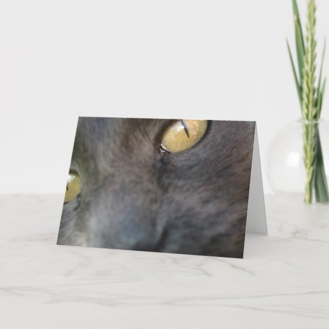Nosy Cat Birthday Karte (Vorderseite)