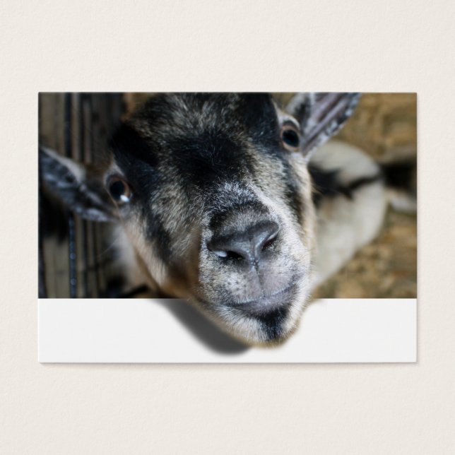 Nosy Goat - Ausblick (Vorderseite)