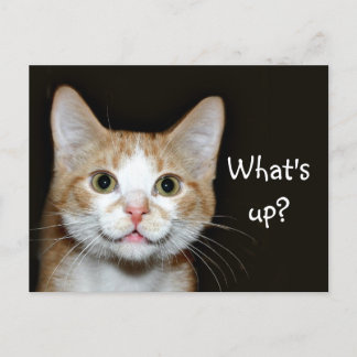 Nosy-Katze Postkarte