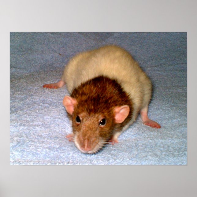 Nosy Rat Print Poster (Vorne)