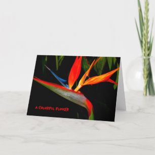 Note Card Colorful Bird of Paradise Karte
