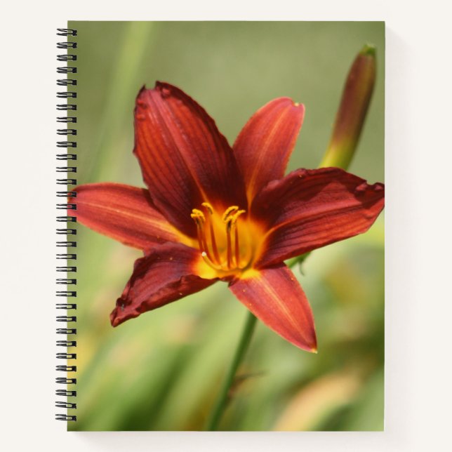 Notebook mit roter Taglilie Blume Notizbuch (Vorderseite)