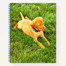 Notebook mit Vizsla Puppy