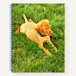Notebook mit Vizsla Puppy Notizbuch