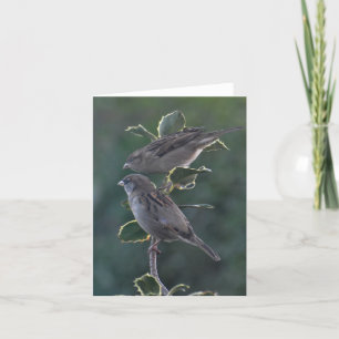 Notecard: Betty- u. Ianhaus-Spatzen Feiertagskarte