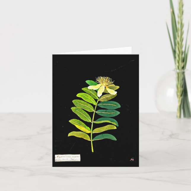 Notecard-Botanische Kunst-Mary-Delany 12 Karte (Vorderseite)