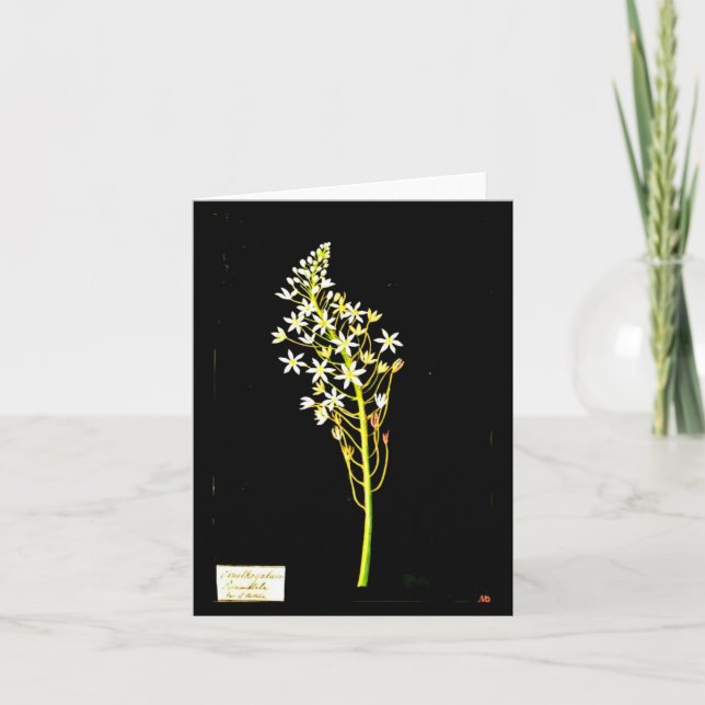 Notecard-Botanische Kunst-Mary-Delany 2 Karte (Vorderseite)