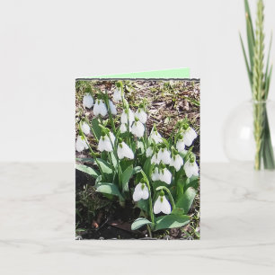 Notecard mit Snowdrops! Karte
