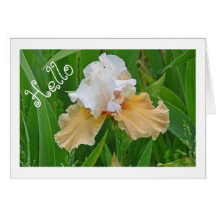 NOTECARD, PEACH UND WEISSE IRIS/ HELLO /FOTOG.