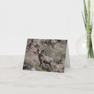 Notecards für Bighorn Sheep Karte