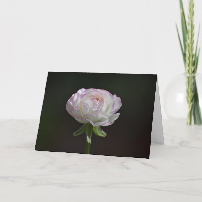 Notecards in Rosa und Weiß (Leere Innenseite) Karte (Vorderseite)