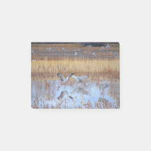 Notes de post-it de faune de danse d'oiseaux de