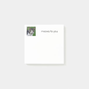 Notes post-it de chat